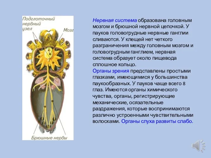 Нервная система образована головным мозгом и брюшной нервной цепочкой. У пауков головогрудные