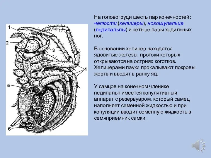 На головогруди шесть пар конечностей: челюсти (хелицеры), ногощупальца (педипальпы) и четыре пары