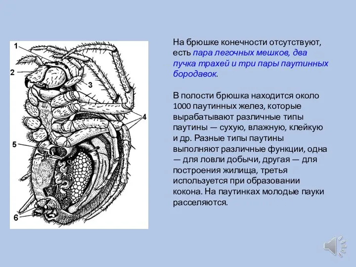 На брюшке конечности отсутствуют, есть пара легочных мешков, два пучка трахей и