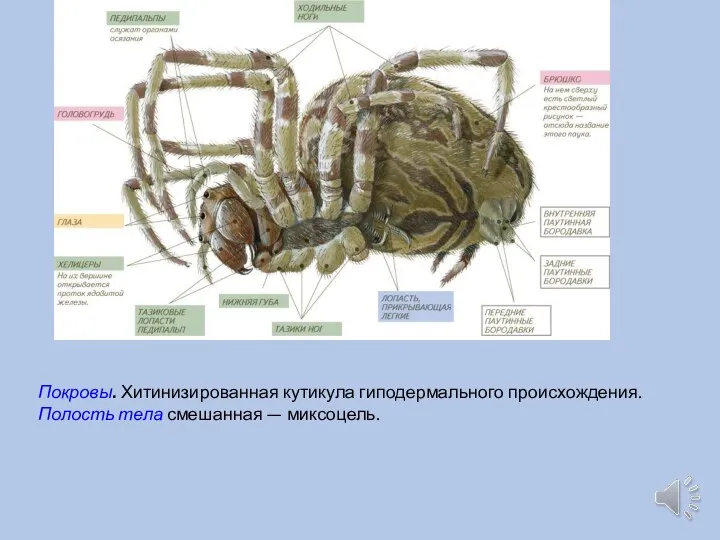 Покровы. Хитинизированная кутикула гиподермального происхождения. Полость тела смешанная — миксоцель.