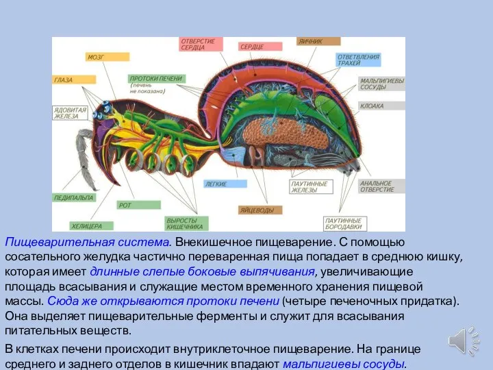 Пищеварительная система. Внекишечное пищеварение. С помощью сосательного желудка частично переваренная пища попадает