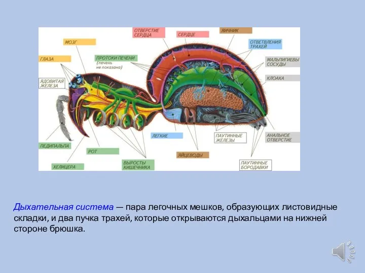 Дыхательная система — пара легочных мешков, образующих листовидные складки, и два пучка