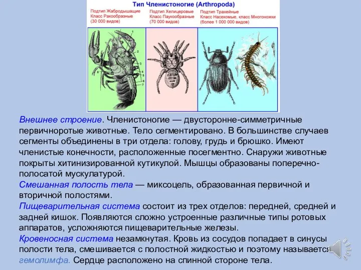 Внешнее строение. Членистоногие — двусторонне-симметричные первичноротые животные. Тело сегментировано. В большинстве случаев