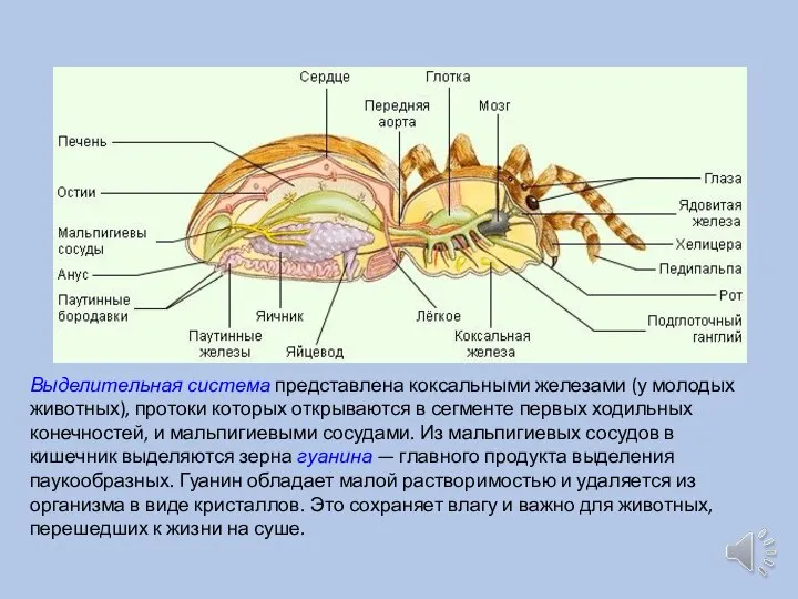 Выделительная система представлена коксальными железами (у молодых животных), протоки которых открываются в