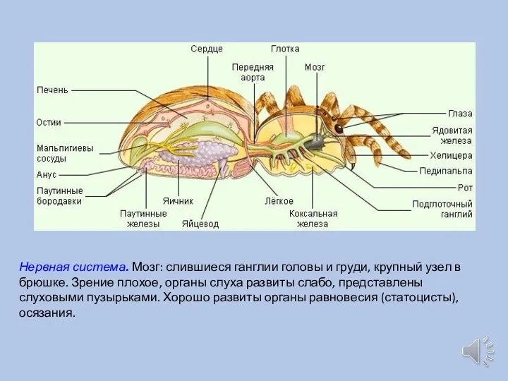 Нервная система. Мозг: слившиеся ганглии головы и груди, крупный узел в брюшке.