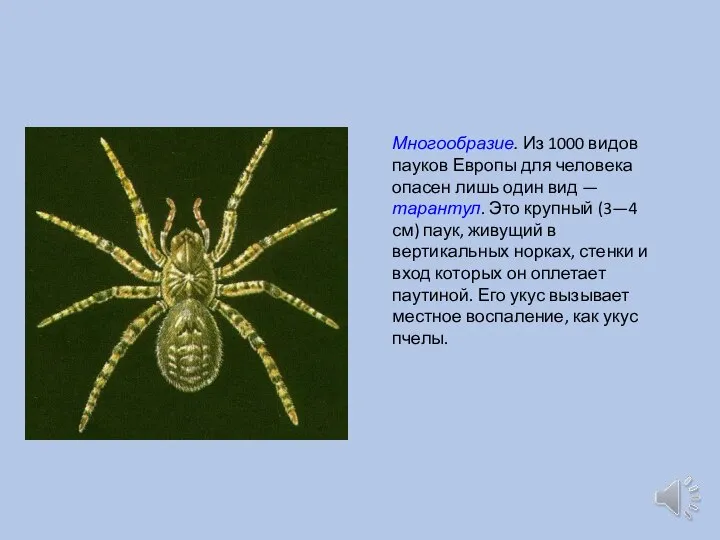 Многообразие. Из 1000 видов пауков Европы для человека опасен лишь один вид