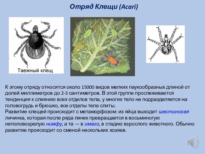 Отряд Клещи (Acari) К этому отряду относятся около 15000 видов мелких паукообразных