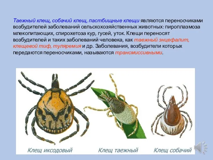 Таежный клещ, собачий клещ, пастбищные клещи являются переносчиками возбудителей заболеваний сельскохозяйственных животных: