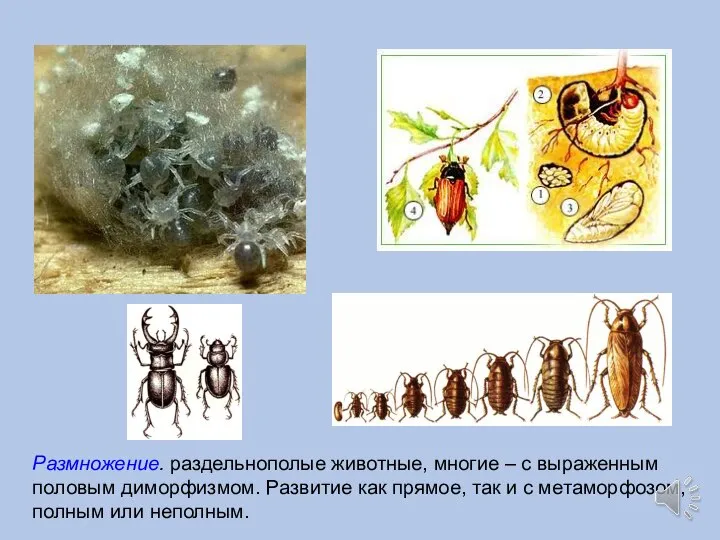 Размножение. раздельнополые животные, многие – с выраженным половым диморфизмом. Развитие как прямое,