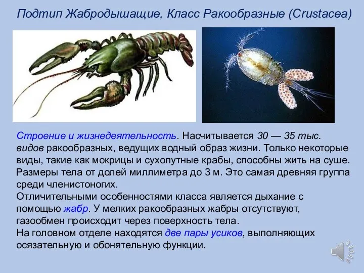 Строение и жизнедеятельность. Насчитывается 30 — 35 тыс. видов ракообразных, ведущих водный