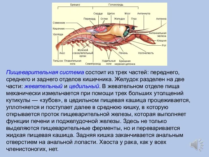 Пищеварительная система состоит из трех частей: переднего, среднего и заднего отделов кишечника.