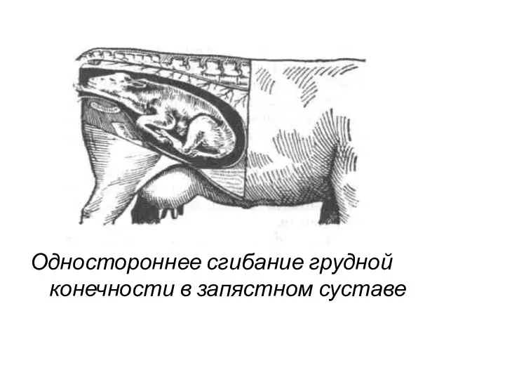 Одностороннее сгибание грудной конечности в запястном суставе