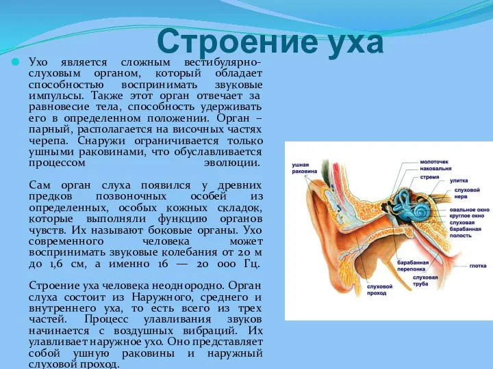 Строение уха Ухо является сложным вестибулярно-слуховым органом, который обладает способностью воспринимать звуковые