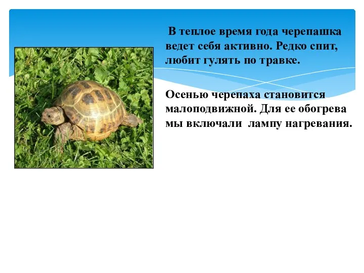 В теплое время года черепашка ведет себя активно. Редко спит, любит гулять