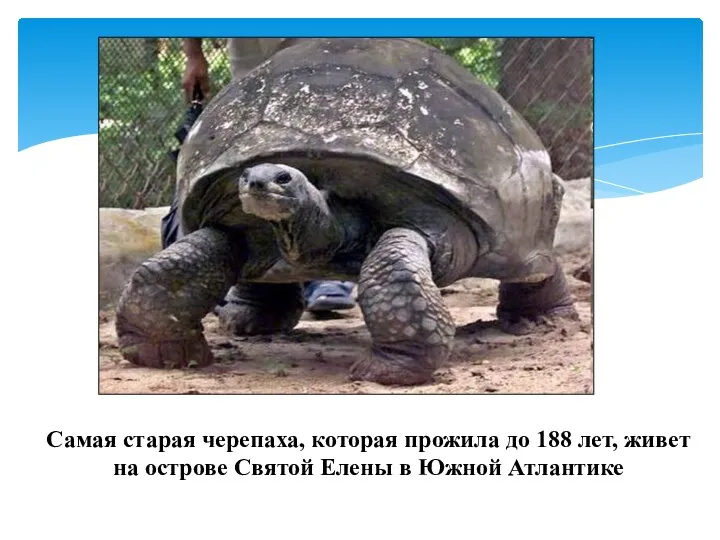 Самая старая черепаха, которая прожила до 188 лет, живет на острове Святой Елены в Южной Атлантике
