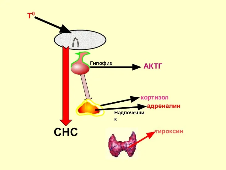 Гипофиз АКТГ Надпочечник кортизол Т0 адреналин СНС тироксин