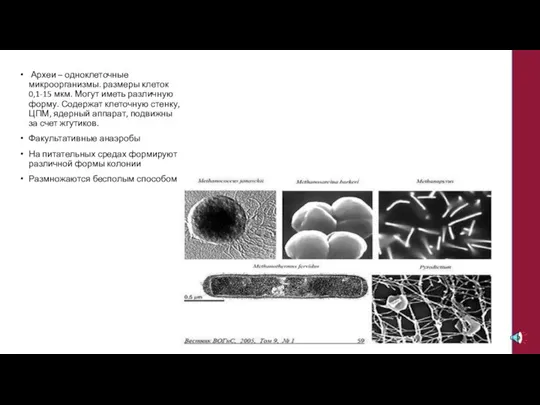 Археи – одноклеточные микроорганизмы. размеры клеток 0,1-15 мкм. Могут иметь различную форму.