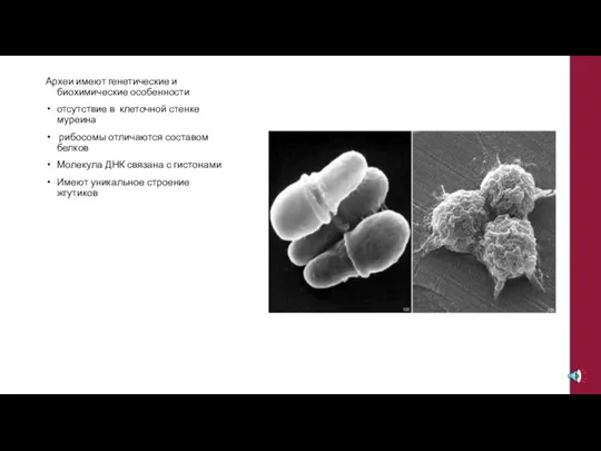 Археи имеют генетические и биохимические особенности отсутствие в клеточной стенке муреина рибосомы