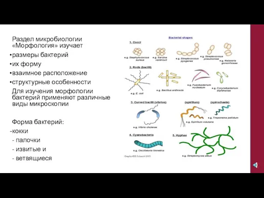 Раздел микробиологии «Морфология» изучает размеры бактерий их форму взаимное расположение структурные особенности
