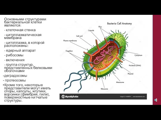 Основными структурами бактериальной клетки являются: - клеточная стенка - цитоплазматическая мембрана -