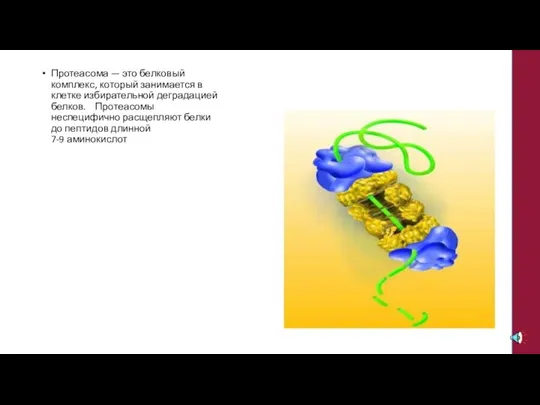 Протеасома — это белковый комплекс, который занимается в клетке избирательной деградацией белков.
