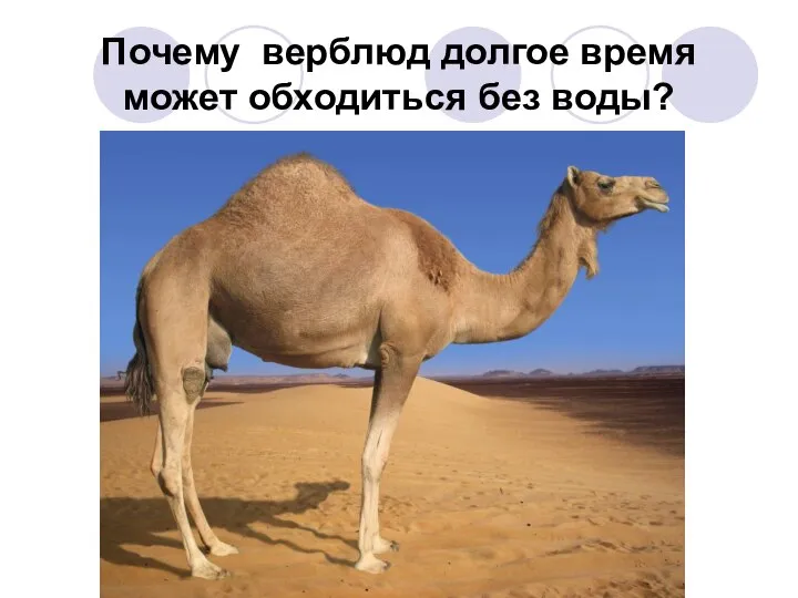 Почему верблюд долгое время может обходиться без воды?