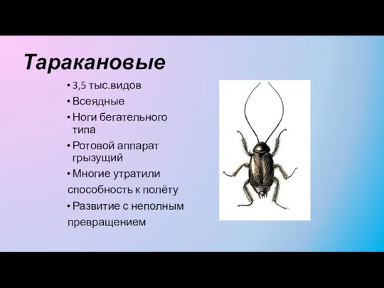 Таракановые 3,5 тыс.видов Всеядные Ноги бегательного типа Ротовой аппарат грызущий Многие утратили