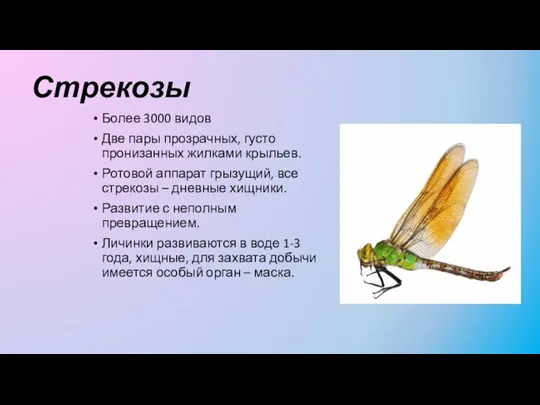 Стрекозы Более 3000 видов Две пары прозрачных, густо пронизанных жилками крыльев. Ротовой