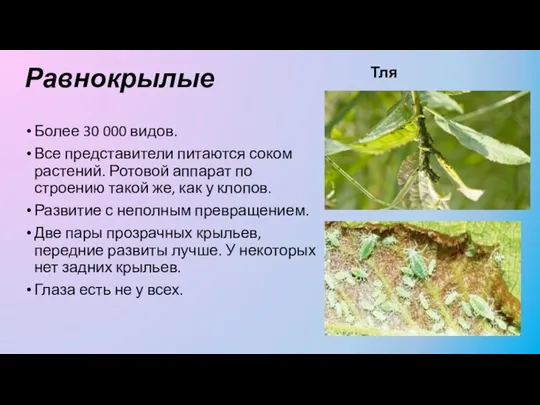 Равнокрылые Более 30 000 видов. Все представители питаются соком растений. Ротовой аппарат