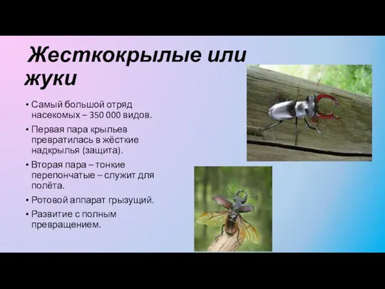 Жесткокрылые или жуки Самый большой отряд насекомых – 350 000 видов. Первая