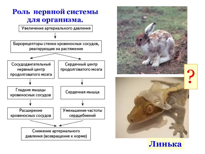 Линька Роль нервной системы для организма. ?