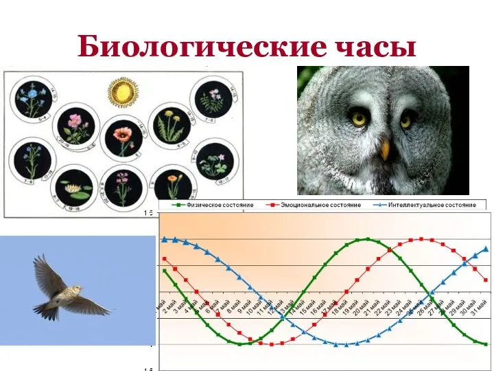 Биологические часы