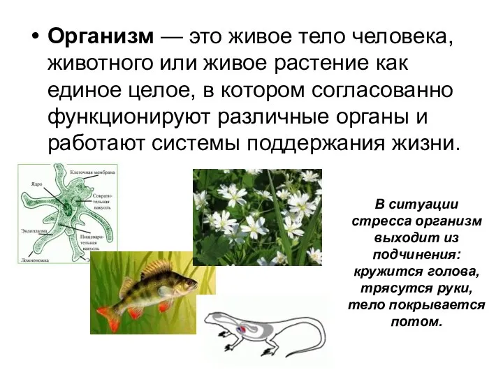 Организм — это живое тело человека, животного или живое растение как единое