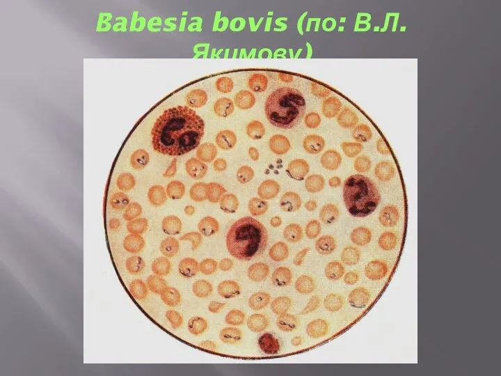 Babesia bovis (по: В.Л. Якимову)