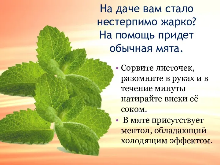 На даче вам стало нестерпимо жарко? На помощь придет обычная мята. Сорвите