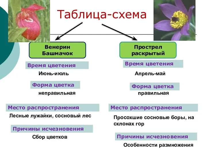 Таблица-схема Венерин Башмачок Прострел раскрытый Июнь-июль Апрель-май неправильная правильная Лесные лужайки, сосновый