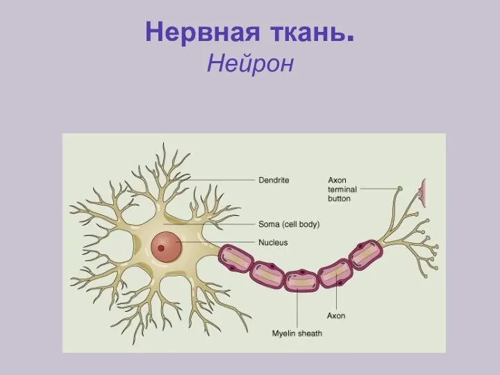 Нервная ткань. Нейрон