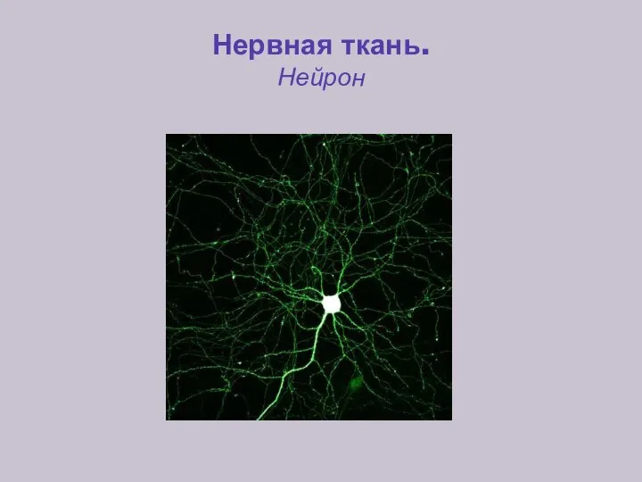 Нервная ткань. Нейрон