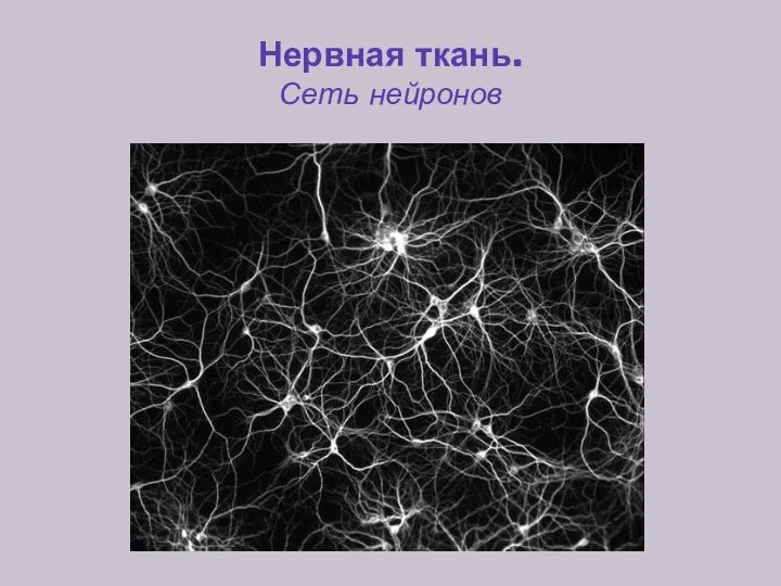 Нервная ткань. Сеть нейронов