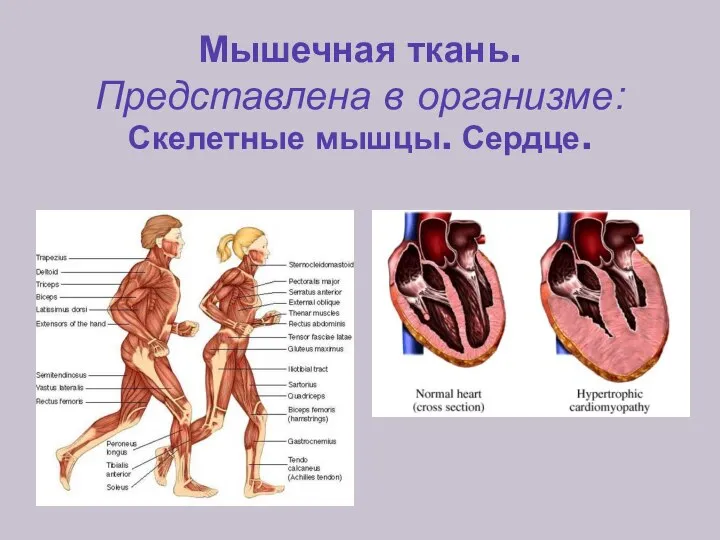 Мышечная ткань. Представлена в организме: Скелетные мышцы. Сердце.