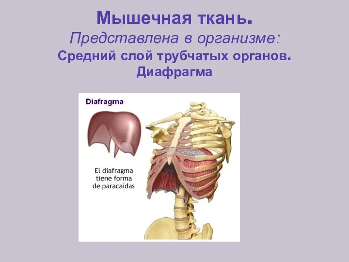 Мышечная ткань. Представлена в организме: Средний слой трубчатых органов. Диафрагма