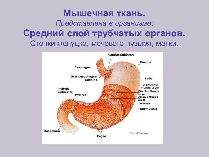 Мышечная ткань. Представлена в организме: Средний слой трубчатых органов. Стенки желудка, мочевого пузыря, матки.