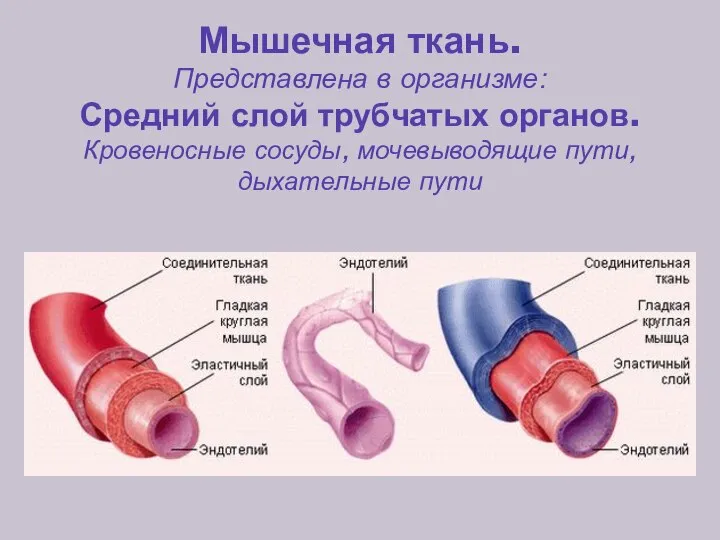 Мышечная ткань. Представлена в организме: Средний слой трубчатых органов. Кровеносные сосуды, мочевыводящие пути, дыхательные пути