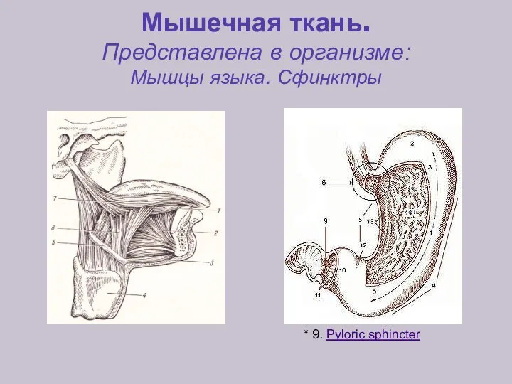 Мышечная ткань. Представлена в организме: Мышцы языка. Сфинктры * 9. Pyloric sphincter