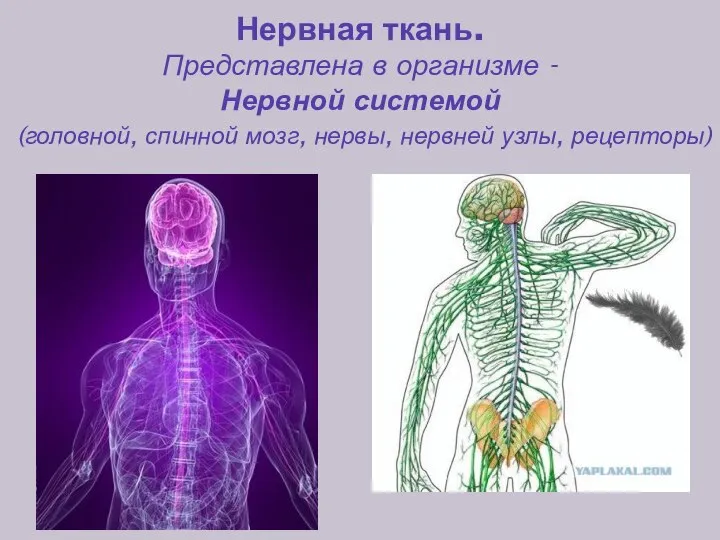 Нервная ткань. Представлена в организме - Нервной системой (головной, спинной мозг, нервы, нервней узлы, рецепторы)