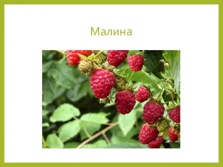 Малина