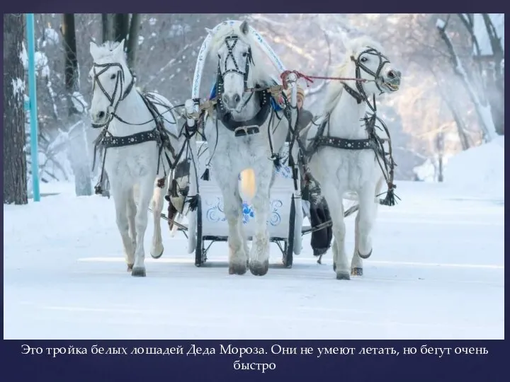 Это тройка белых лошадей Деда Мороза. Они не умеют летать, но бегут очень быстро