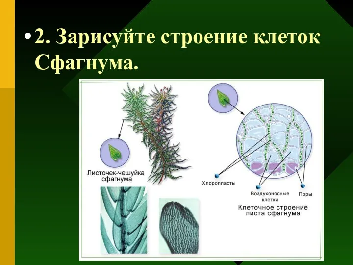 2. Зарисуйте строение клеток Сфагнума.