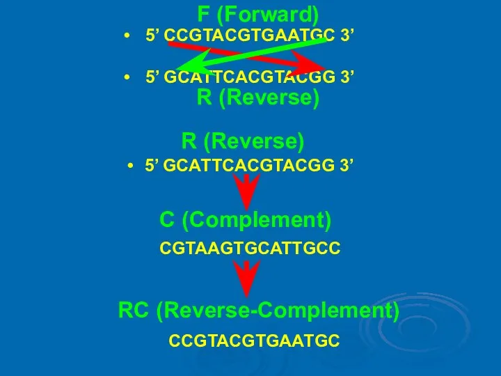 F (Forward) R (Reverse) 5’ CCGТАCGТGААТGC 3’ 5’ GCАТТCАCGТАCGG 3’ 5’ GCАТТCАCGТАCGG