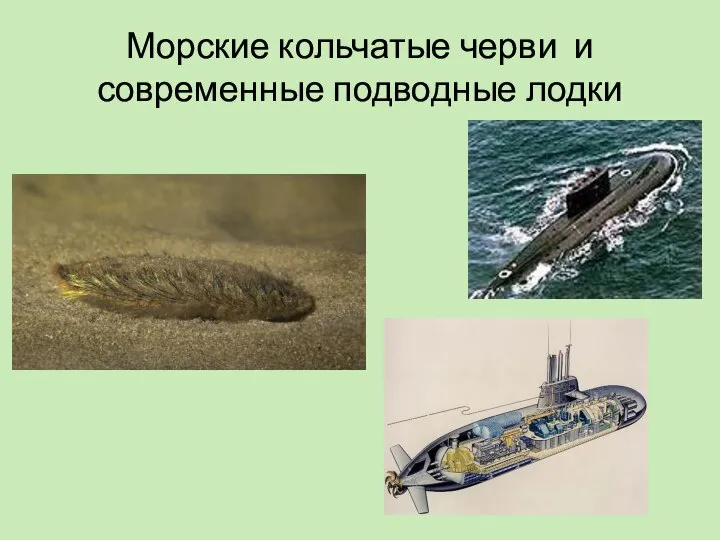 Морские кольчатые черви и современные подводные лодки